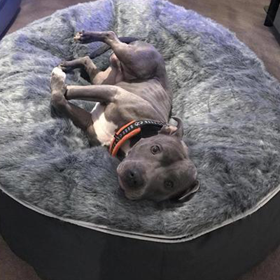 Pet Bed