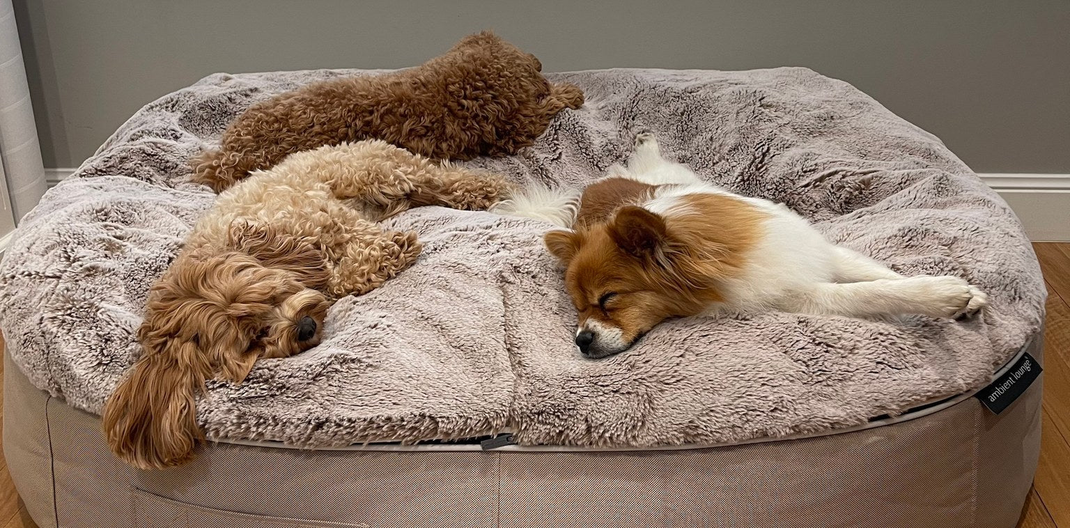 To hunde sover sammen på en blød Cappuccino-hundeseng.