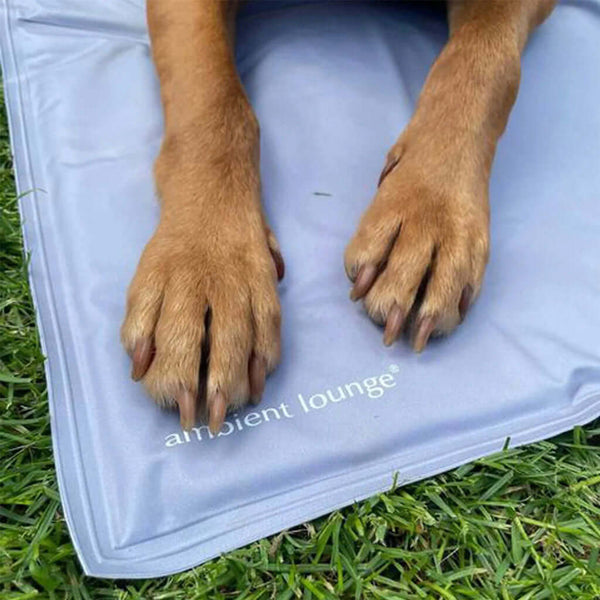 Et nærbillede af en hunds forpoter, der hviler på en lyseblå kjølematte til hund mærket ambient lounge, med grønt græs synligt omkring måtten.