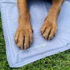 Et nærbillede af en hunds forpoter, der hviler på en lyseblå kjølematte til hund mærket ambient lounge, med grønt græs synligt omkring måtten.